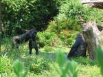Gorillas