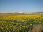 Turkish Sunflowers