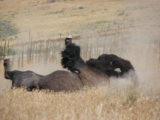 Buffalo