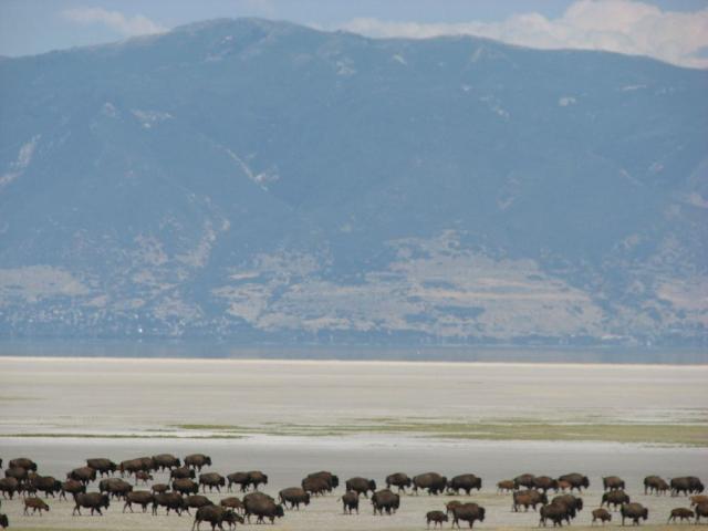 Buffaloes