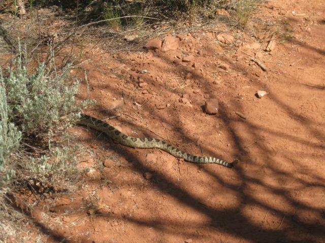 Rattlesnake!