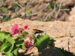 Tarantula hawk