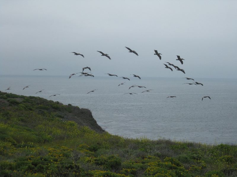Pelicans at Garrapata