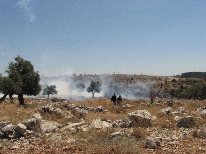 Teargas in the Olive Groves