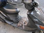 Scooter Cat