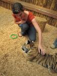 Petting a tiger