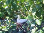 Red Footed Booby