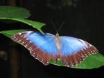 Blue Morpho