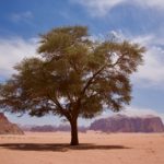 Petra and Wadi Rum Petra and Wadi Rum