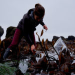 Seaweed Harvet Seaweed Harvet